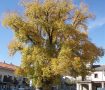 Olma de Guadarrama 2