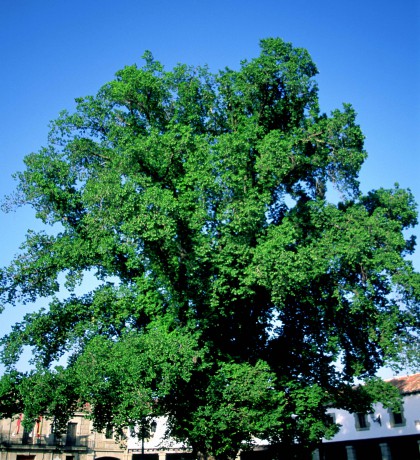 Olma de Guadarrama