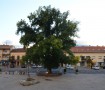 Olma de Guadarrama
