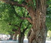 Olmos de Sax 1