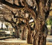 Olmos de Sax 2