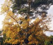 Pino – Roble de Canicosa Otoño