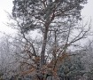Pino – Roble de Canicosa Invierno