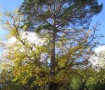 Pino – Roble de Canicosa Primavera