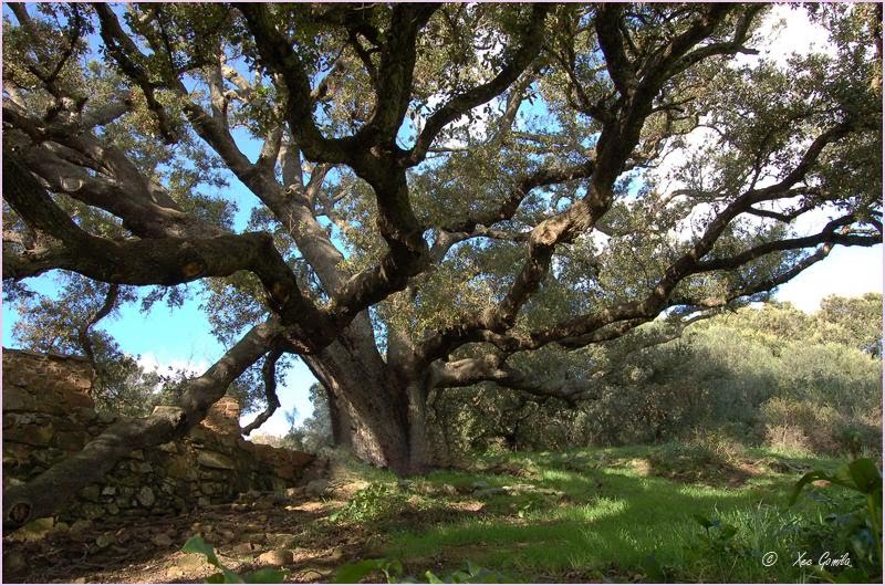 Los 16 árboles singulares de Menorca y algunas de sus curiosidades – SDL  Investigación y Divulgación del Medio Ambiente