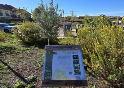 Jardinería regenerativa: creación de un biobosque en Villalbilla