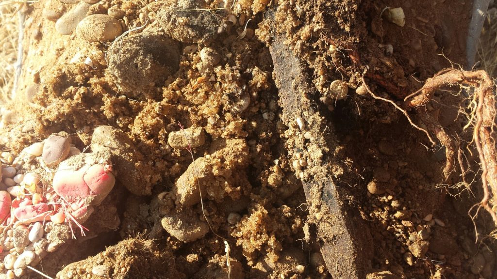 Cepellón con retenedor de agua manteniendo humedad tras un año de plantación