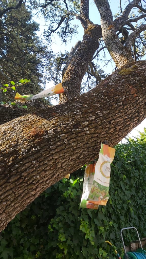 Colocación de inyecciones de endoterapia en el tronco de una encina