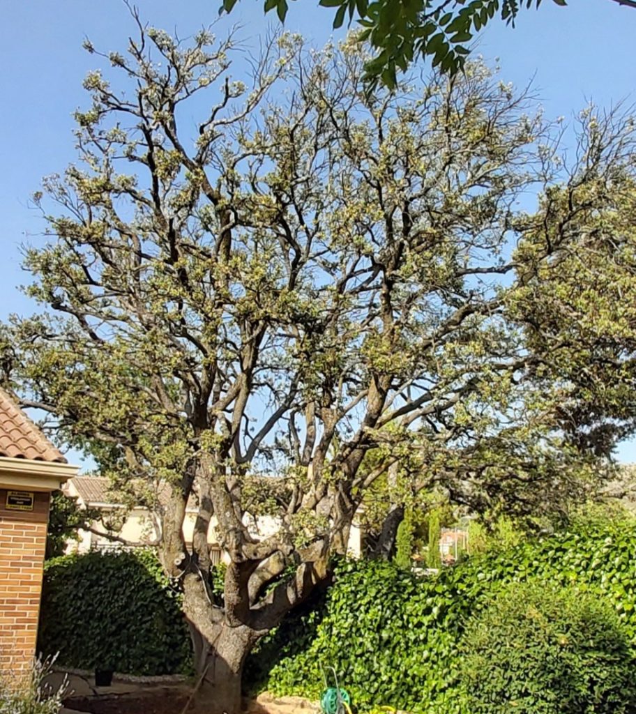 Encina centenaria con alto grado de defoliación