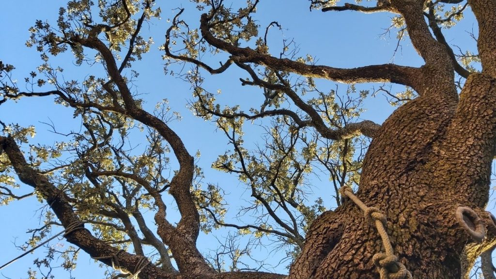 Grado de defoliación avanzado en encina centenaria