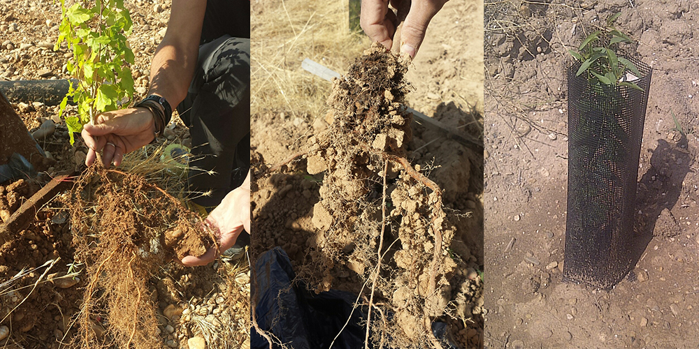 Uso de materiales y productos interesantes para árboles y plantas. Hidrogeles o retenedores de agua