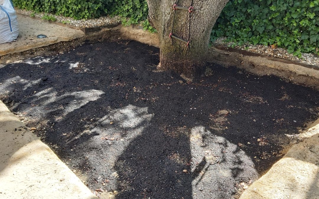 Compactación del suelo: La muerte lenta de los árboles
