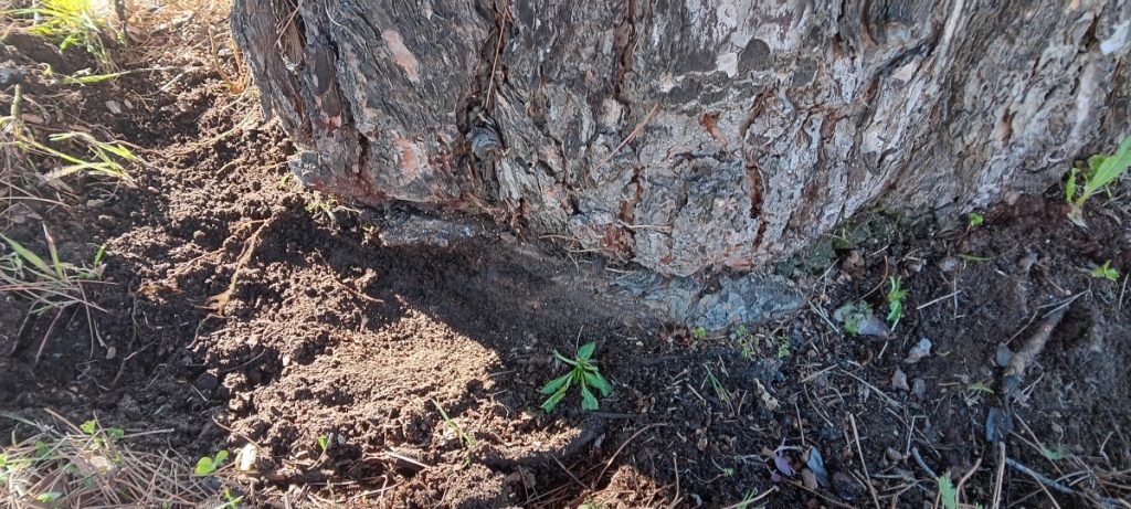 Raíz revirada en la base del tronco de un árbol