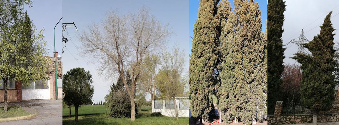 ¿Cuántos beneficios nos dan los árboles?