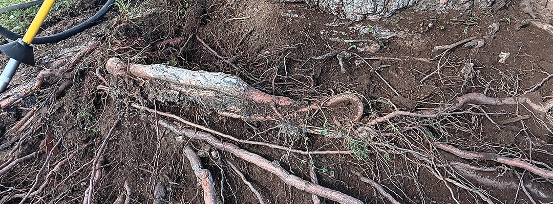 Pinos y reviramientos: El peligro oculto
