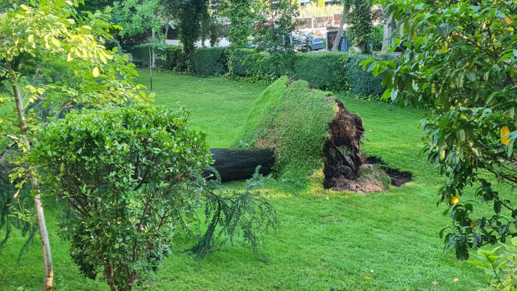 Quitar el césped de alrededor del árbol en una superficie similar a la proyección de la copa.
Aportar mulch en esa superficie (8 cm de espesor) para mejorar el suelo y reducir la pérdida de agua por evaporación.
Regar al árbol bien de forma manual con manguera, bien de forma automática con tuberías en profundidad, con riegos poco frecuentes (como mucho una vez a la semana en primaveras secas y en época estival) pero abundantes. En cualquier caso, la periodicidad y cantidad de riego debe ser evaluada por un profesional en función del tamaño del árbol, su estado y el tipo de especie.