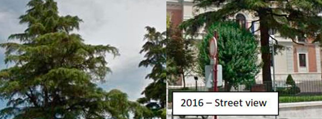 Cuando el jardín cambia, el árbol lo siente: la historia del cedro singular y el nuevo césped