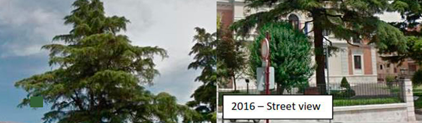 Cuando el jardín cambia, el árbol lo siente: la historia del cedro singular y el nuevo césped
