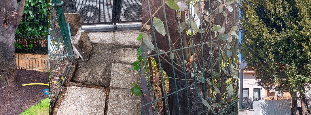 Cuando un árbol no es un estorbo y se quiere conservar