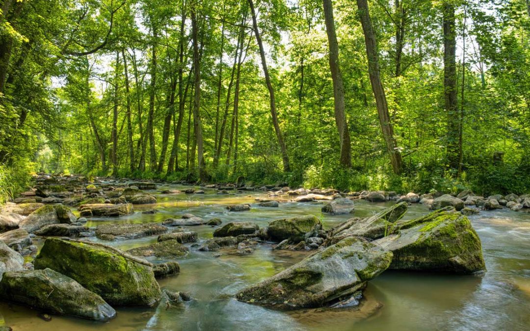 Ecobosque del río Conxo — Ayuntamiento de Santiago de Compostela