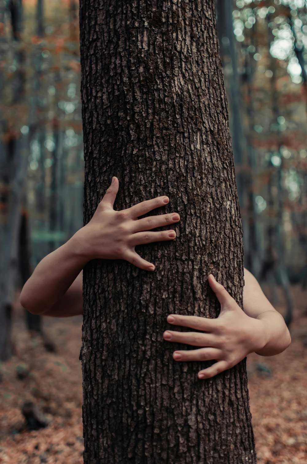 primer plano de unas Manos abrazando a un árbol con el bosque de fondo