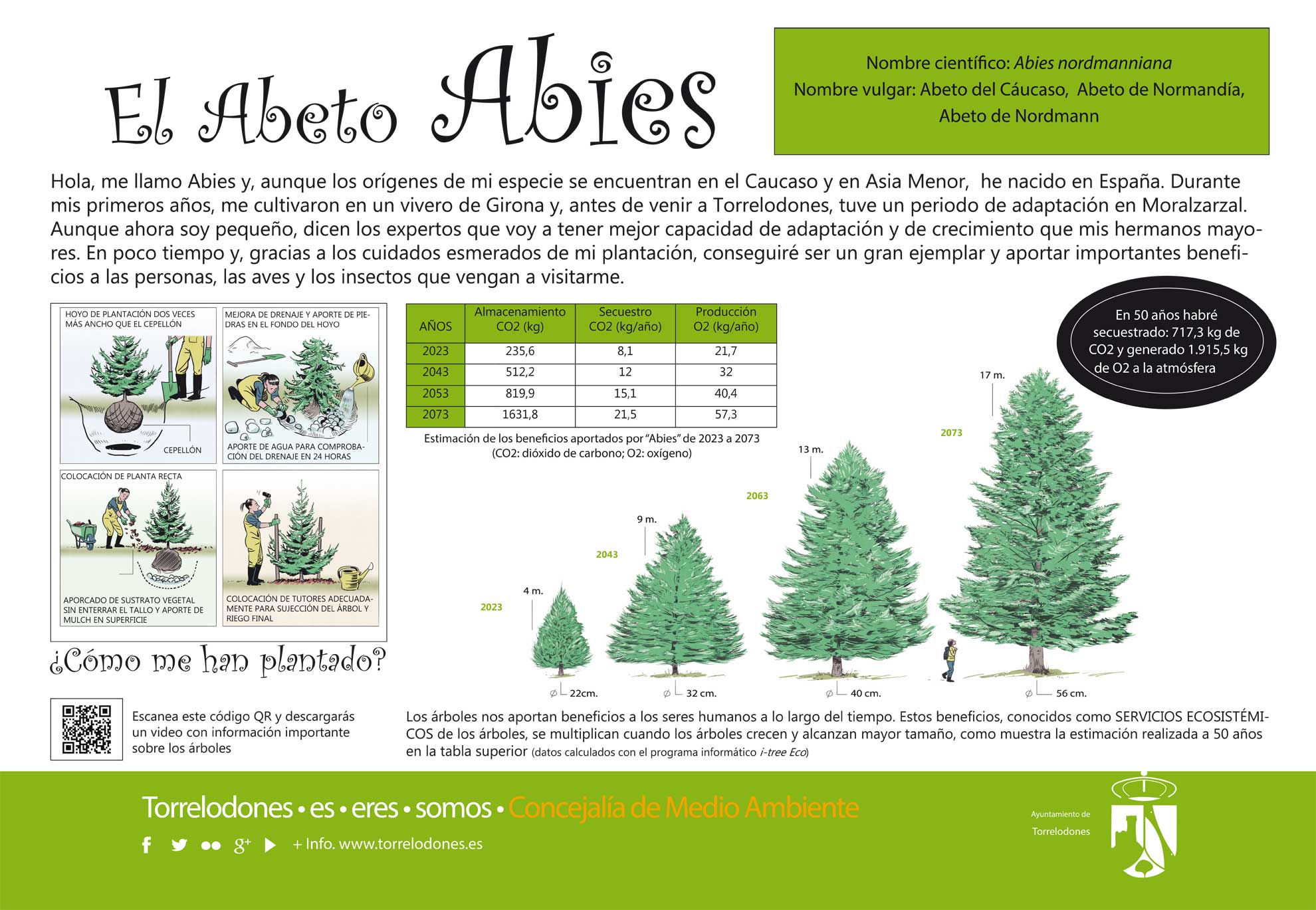 CARTEL ABETO ABIES CARTEL ABETO ABIES realizado por sdl medioambiente para el ayuntamiento de torrelodones