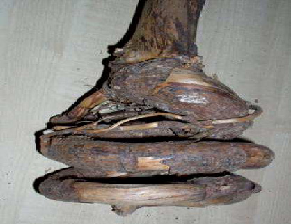 Deformación del sistema radicular de un pino criado en bolsa de plástico
