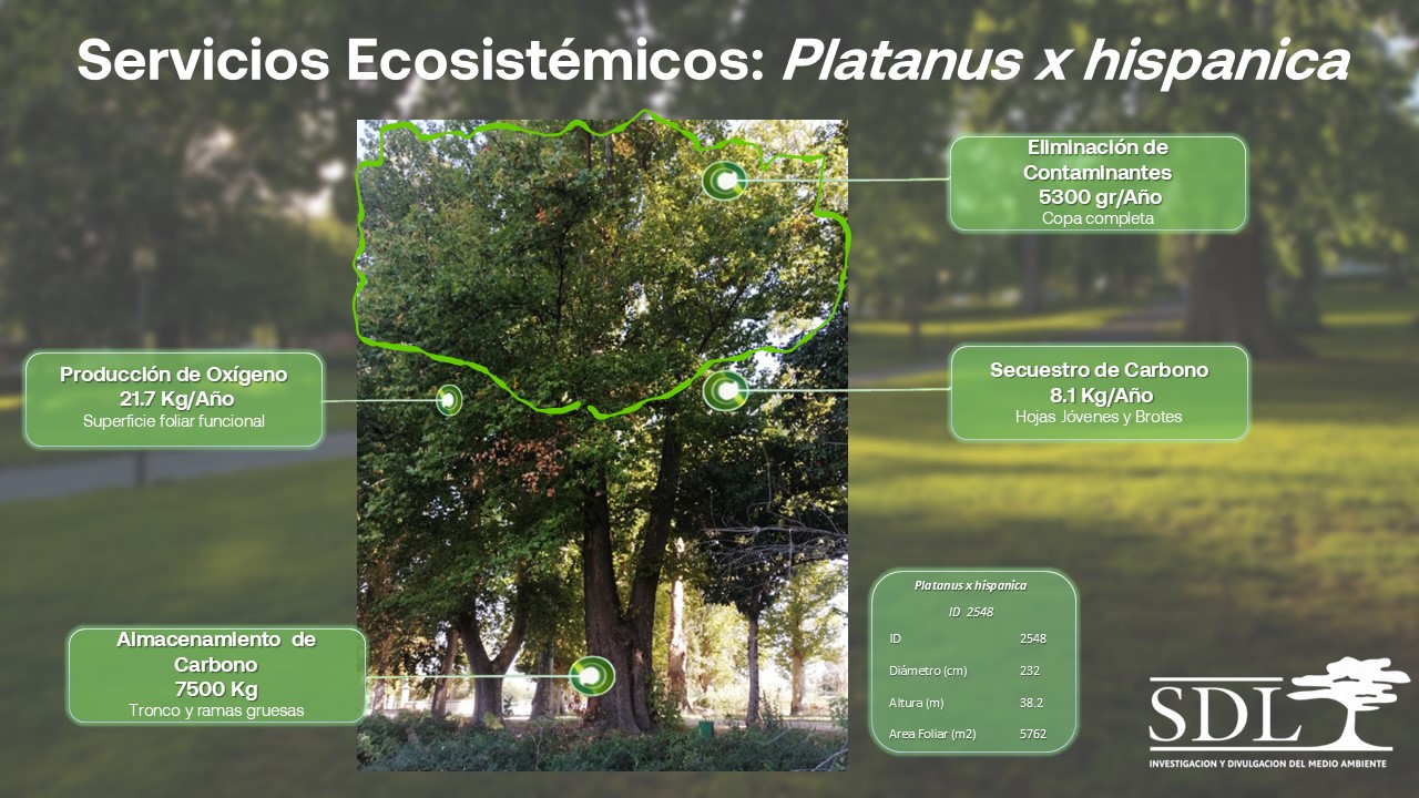 Diapositiva Servicios Ecosistémicos Diapositiva con datos ecosistémicos de producción de oxígeno, almacenamiento y secuestro de carbono con un árbol de fondo