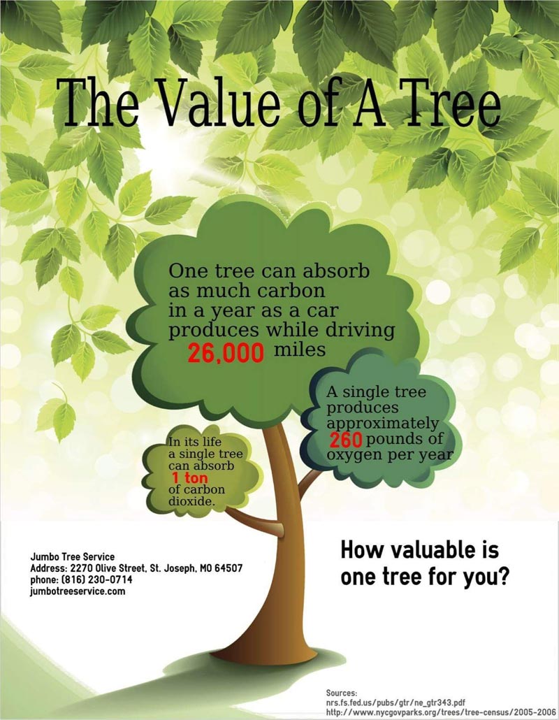 El valor de un árbol El valor de un árbol indicando el carbono que puede absorver en cimparación con el producido por coches, oxigeno producido y absorción de dióxido de carbono.