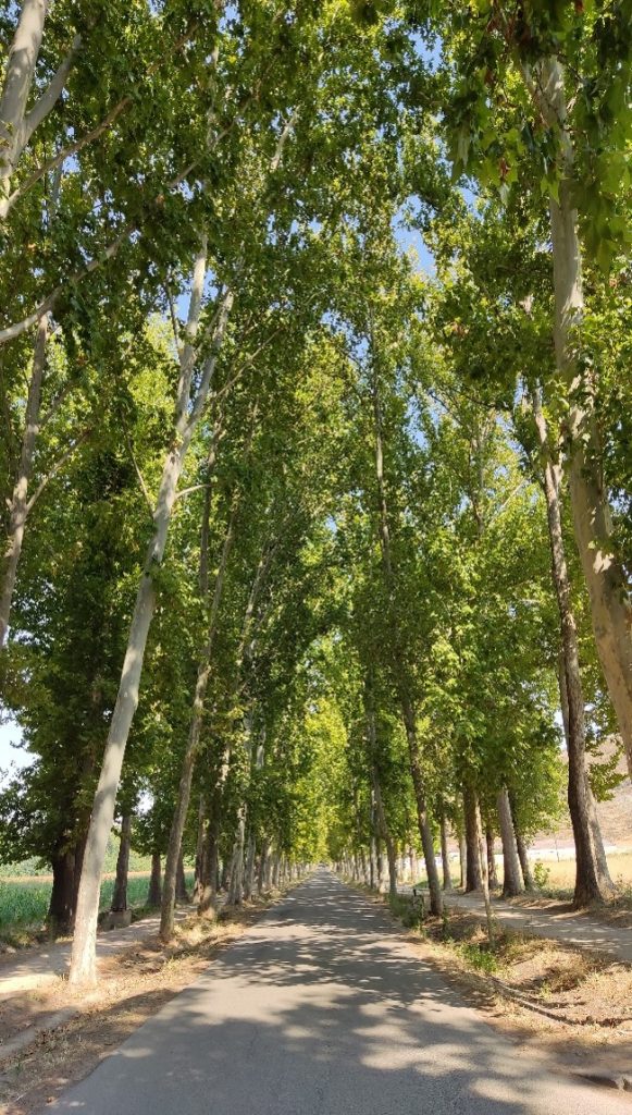 Camino arbolado en los Sotos Históricos de Aranjuez
