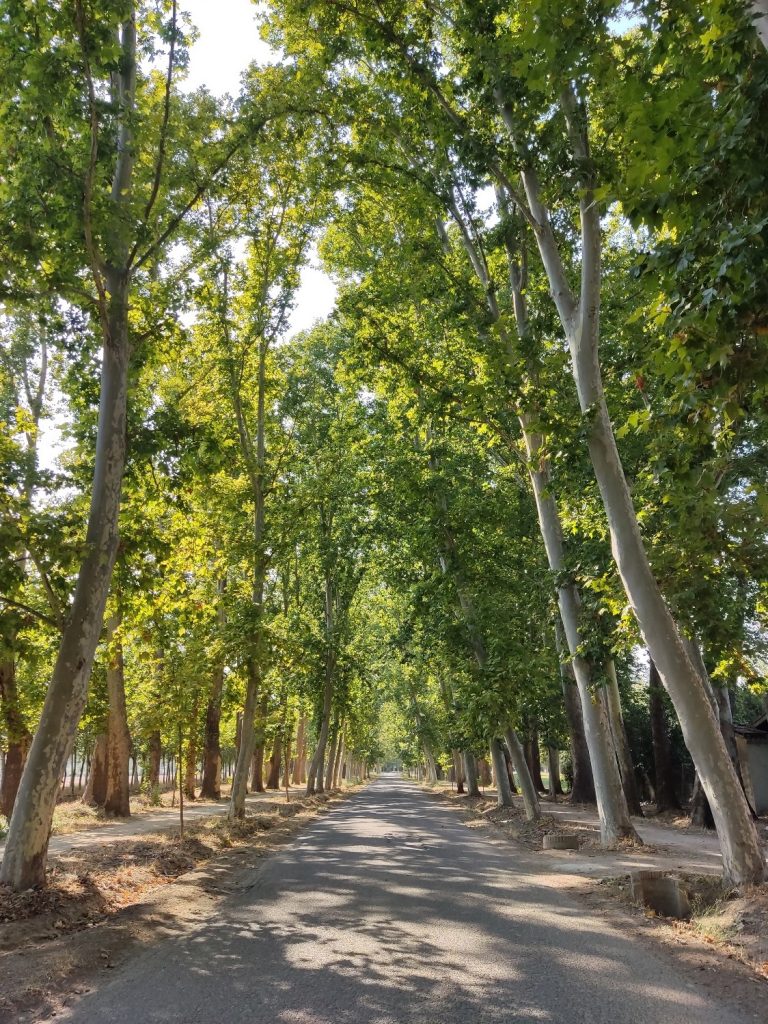 Vista panorámica de los Sotos Históricos de Aranjuez