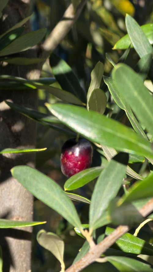 Olivo con aceitunas en el bosque de alimentos del Biobosque