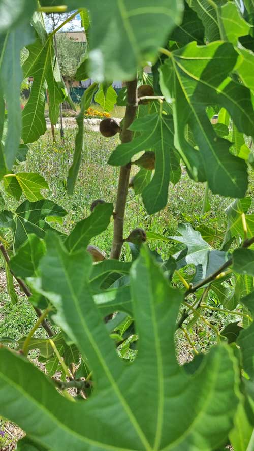 Higuera con higos en el bosque de alimentos del Biobosque
