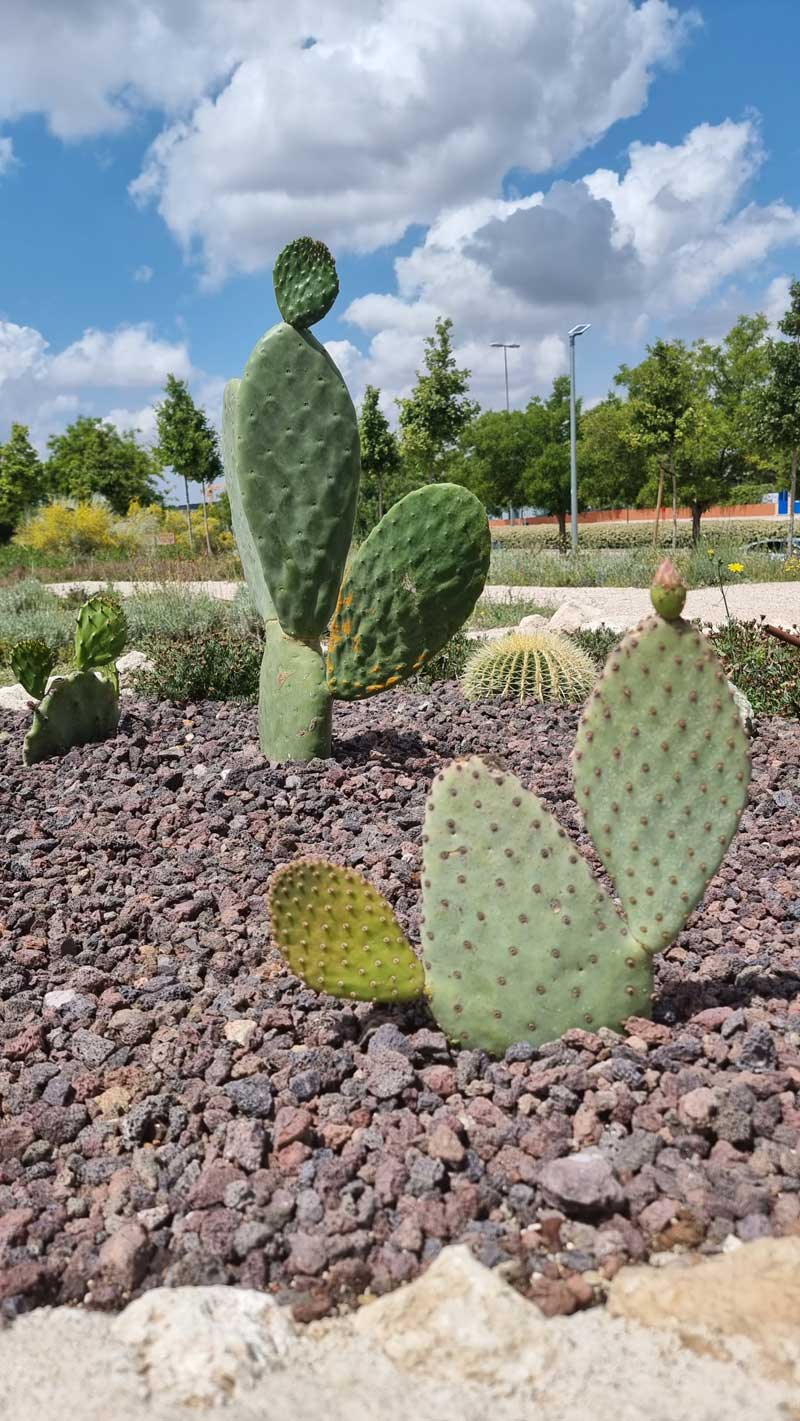 Zona de cactáceas con especies xerófitas en el Biobosque