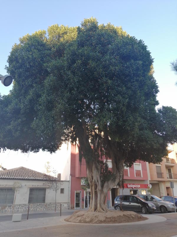 Ficus en el parque de la almansa
