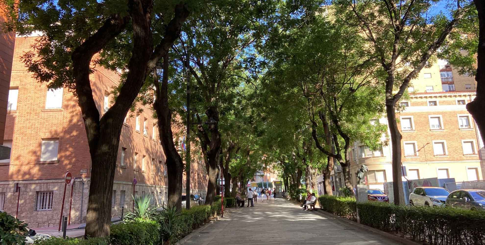 caso de exito de consultoria en el plan director de arbolado de Guadalajara Calle de Guadalajara