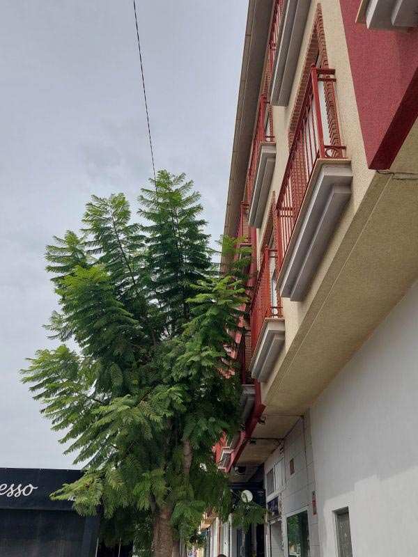 Jacaranda en Avenida de Balsicas