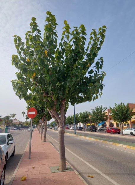 Morera terciada