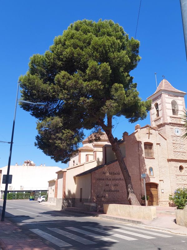 Pino singular junto a parroquia_Roda.jpg Pino singular junto a la parroquia en san Javier
