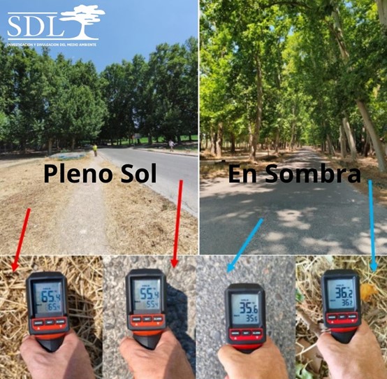 Comparativa de temperatura medida a pleno sol y bajo la sombra sobre asfalto y sobre hierba seca.
