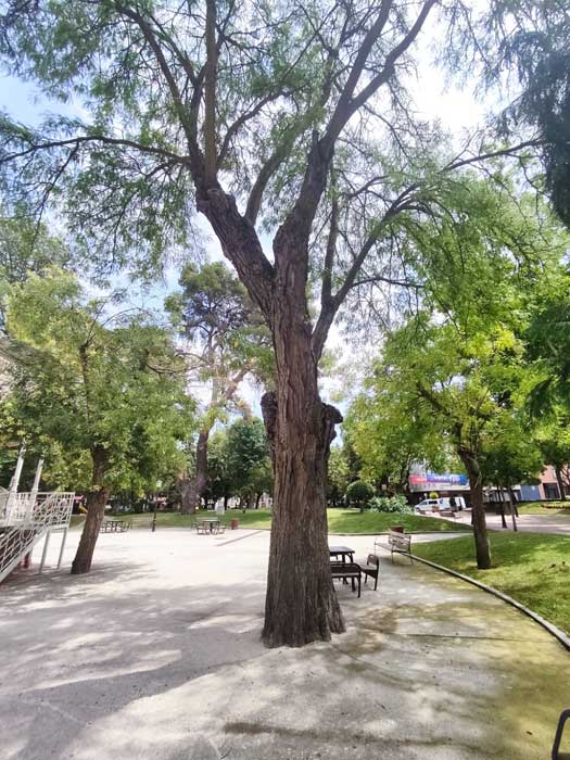 árbol en una parque de guadalajara