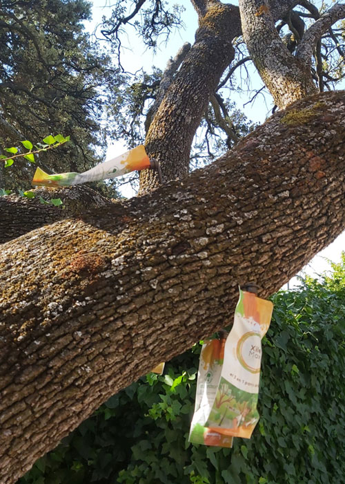 Tratamientos de mejora en arboles enfermos